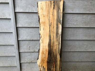Spalted  Natural edge maple slab