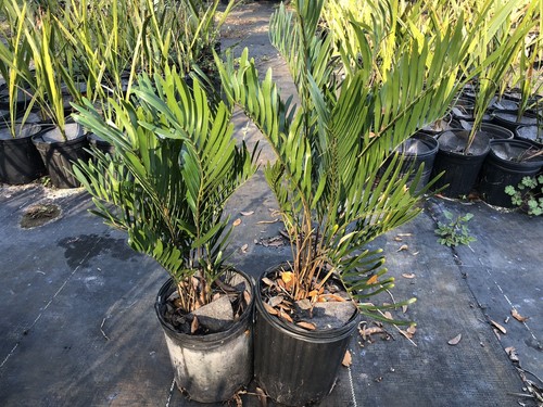 Zamia Pumilia Floridana Coontie Cold Hardy Cycad 1G