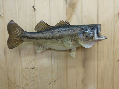 Other Taxidermy Fish