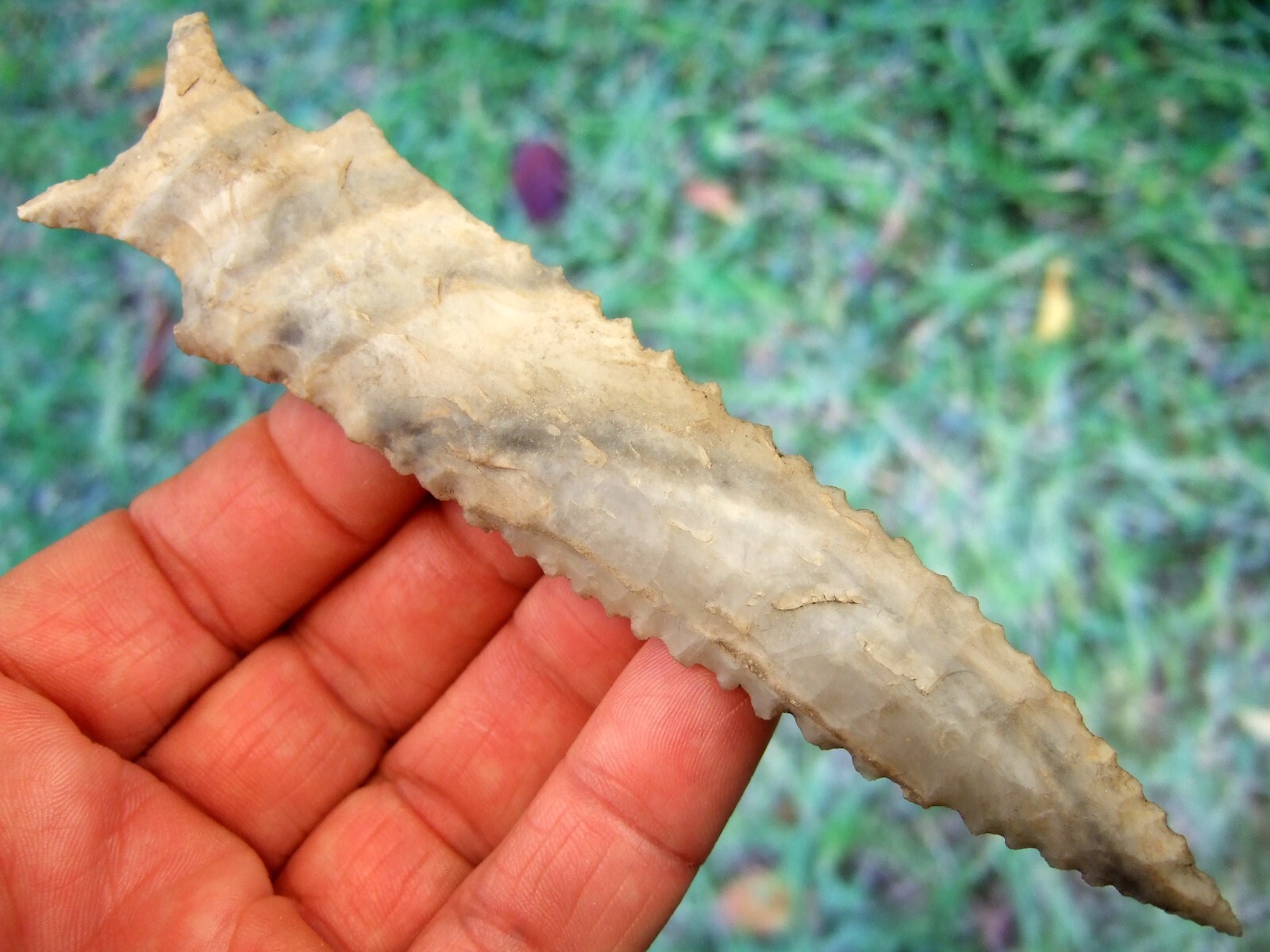 Large Super Fine 5 5/8 inch Missouri Dalton Point with COA Arrowheads