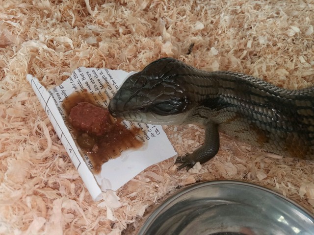 Juvenile Eastern Blue Tongue Lizard | Reptiles ...