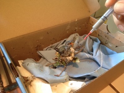 Fotos del artículo de un comprador verificado