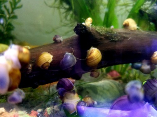 5 Chestnut Mystery Snails Live Freshwater Aquarium Snail