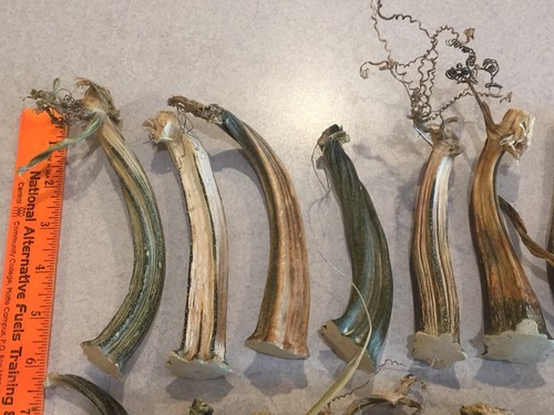 26 Excellent Quality Dried Pumpkin Stems Crafts, Velvet Pumpkins 3-1/2 to 6