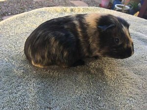 GUINEA PIG Tan and Dk Brown BOY Male 4 Mths - P/U Nth Ips QLD | Other