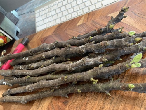 Texas Fig Cuttings 100% Best