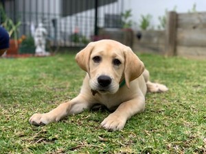 Labrador essay 06 image