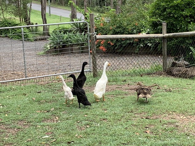 Indian Runner ducks breeding show quality pair | Birds | Gumtree