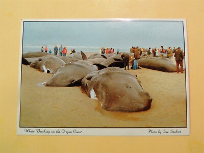 Whale Beaching on Oregon Coast vintage postcard June 1979 event