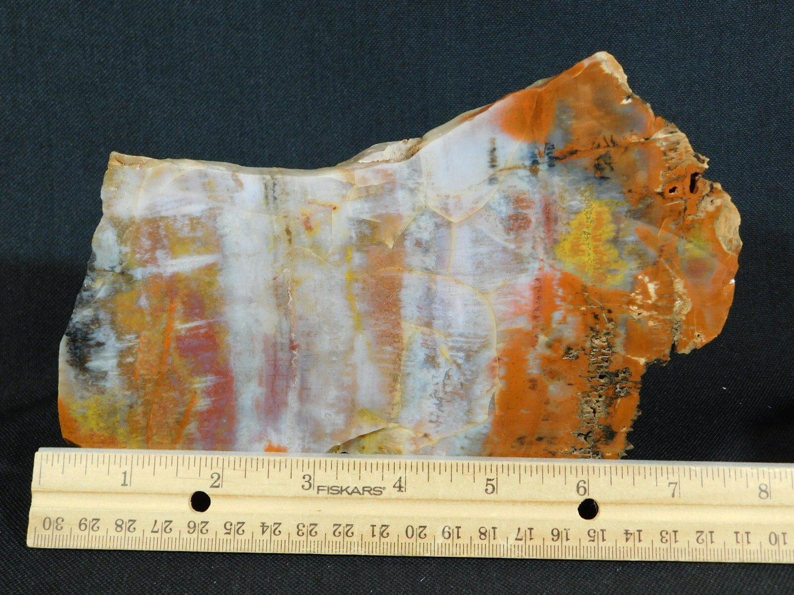 A BIG! Very Colorful Polished Petrified Wood Fossil Found in Arizona! 988gr e
