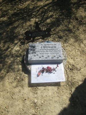 Photos de l'objet d'un acheteur vérifié