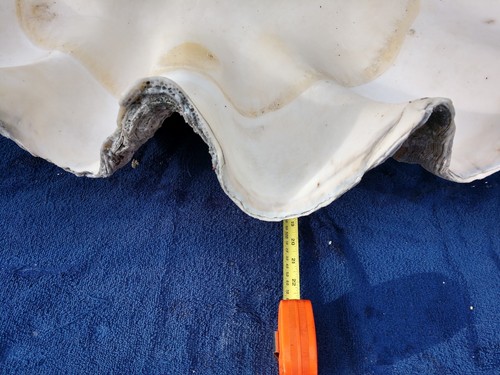 large giant natural clam shell 32