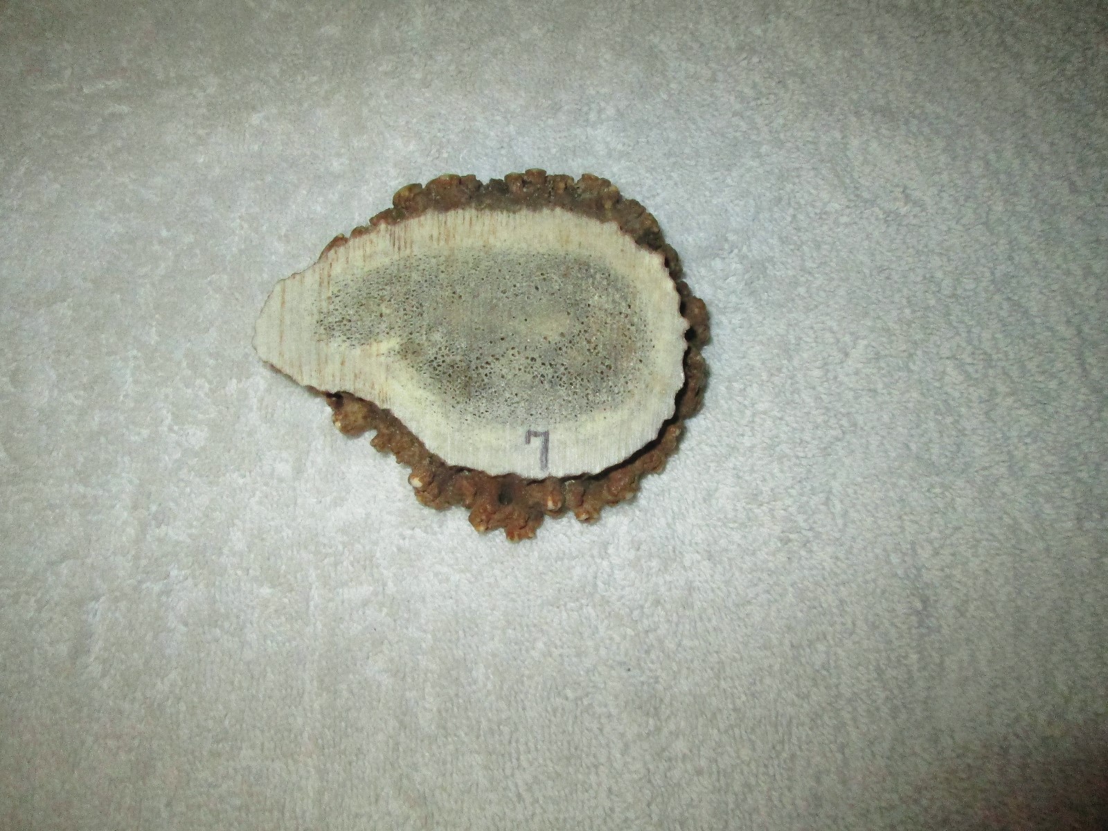 GORGEOUS LARGE ELK ANTLER BURR ROSETTE CROWN BUTTON BROWN  CRAFT ANTLERS