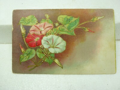 Antique Postcard Morning Glory Flowers Used Posted Jul 27, 1910