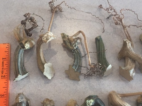 30 Excellent Quality Dried Pumpkin Stems - Crafts, Velvet 1-1/2