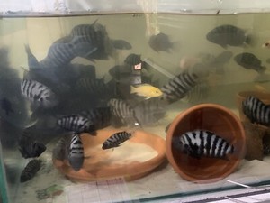 Convict Cichlids For Sale | Fish | Gumtree Australia Gold Coast City