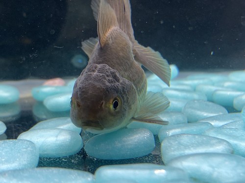 Live Thai Bronze Color Oranda Fancy Goldfish #10 Fish Video Included