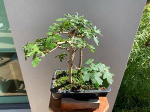 BONSAI - Hedge Maples | Plants | Gumtree Australia ...