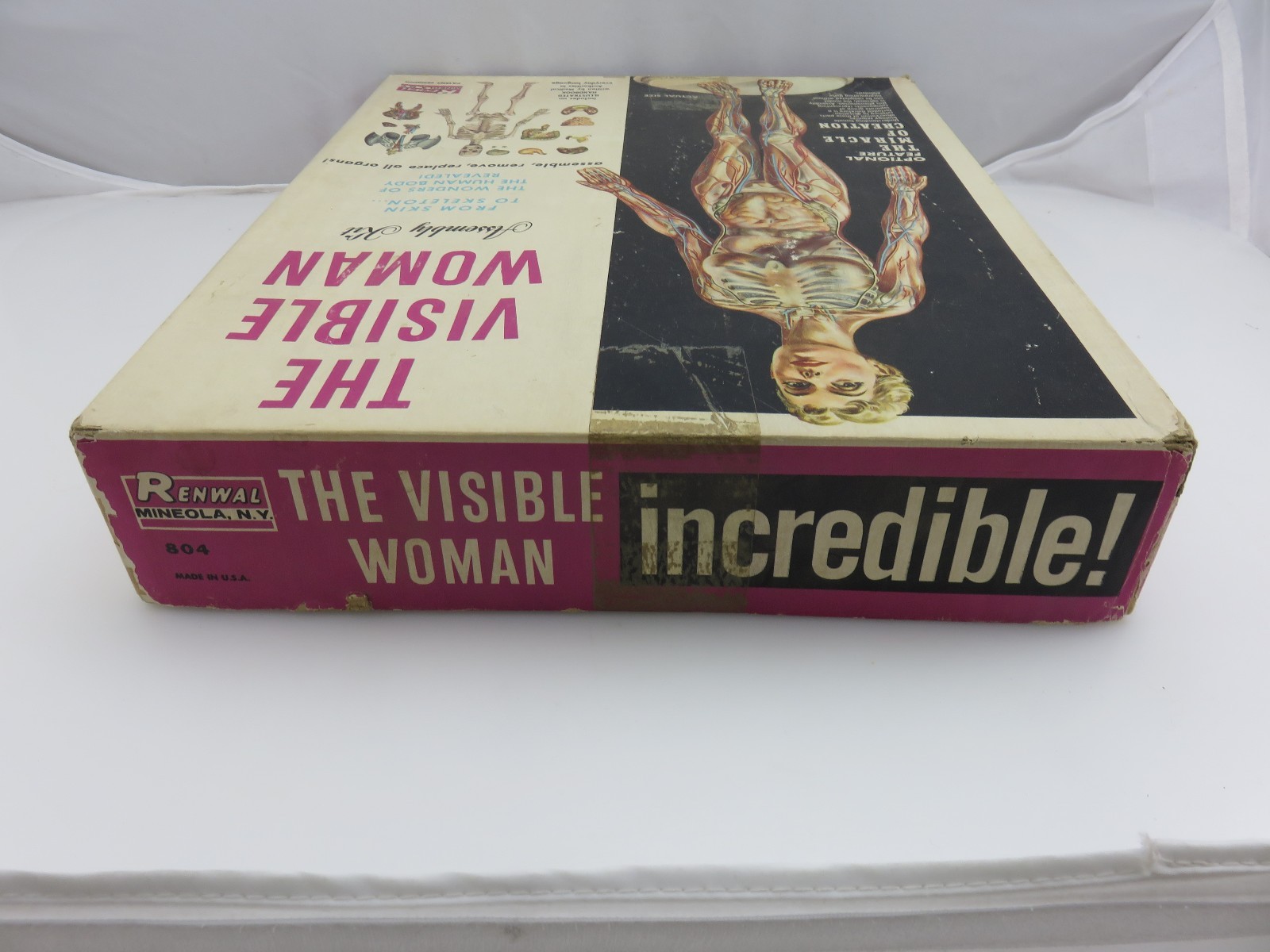 Renwal THE VISIBLE WOMAN Plastic Assembly Model Kit 804 STARTED Vintage
