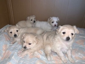 Pomeranian x Maltese shih tzu puppies | Dogs & Puppies | Gumtree
