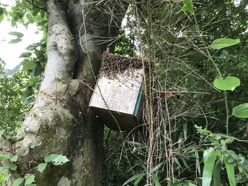 Honeybee Swarm Lure For hive bait box trap  Quality 6