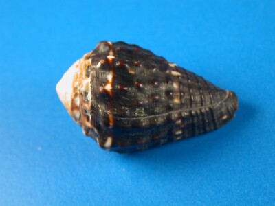 Conus chaldeus, Beautiful Dark Color, 29.5mm, Hawaii Shell G4153