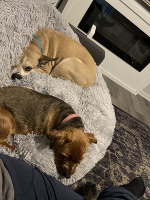 Fotos del artículo de un comprador verificado