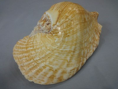 large strombus latissimus 190 mm length(7.