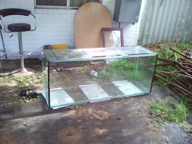 Big Fish Tank Fish Gumtree Australia Rockingham Area