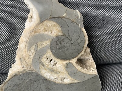 Polished Nautilus Rare Calcite Fossil, Lyme Regis, Dorset, Jurassic Coast