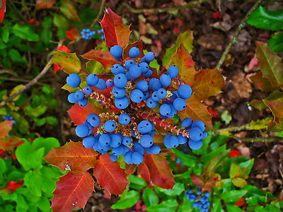 20 Oregon Grape Holly Fruit Vine Hollyleaved Barberry Mahonia Aquifolium Seeds Ebay