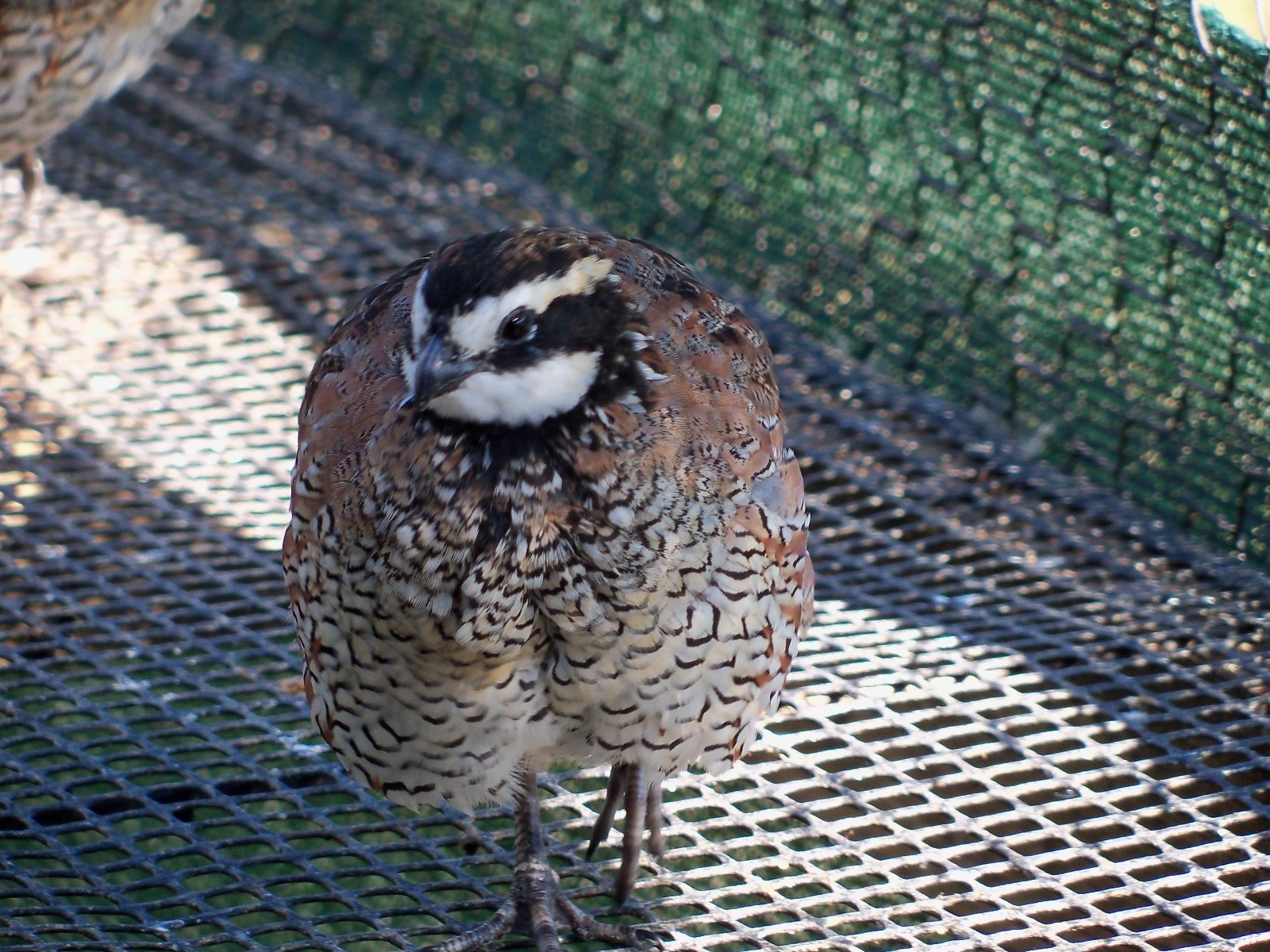 50+Northern Bobwhite Quail Hatching Eggs  NPIP and AI tested clean