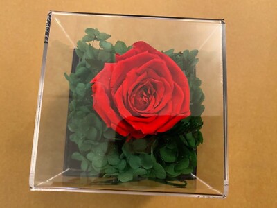 Always and Forever just for you Eternal Rose NEW