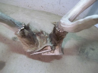 Big Long Old Pair Deer Antlers 27