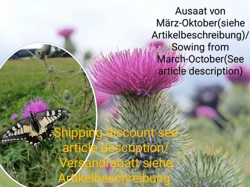 GewÃ¶Hnliche Kratzdistel, Cirsium Vulgare, Bull Thistle, 60 Seeds, Samen, Essbar