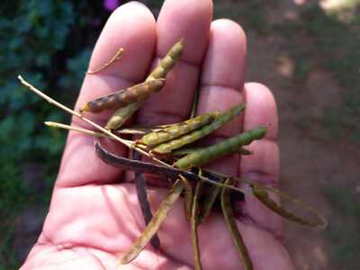 Seeds Rare Pranajeewa 100% Natural Herb Miracle Medicine  For Health Garden New