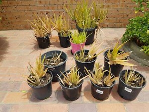 aloe menai pots mortdale