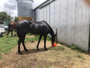 standardbred for sale