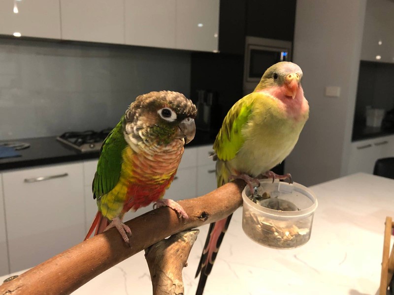 saint bernard puppy cost