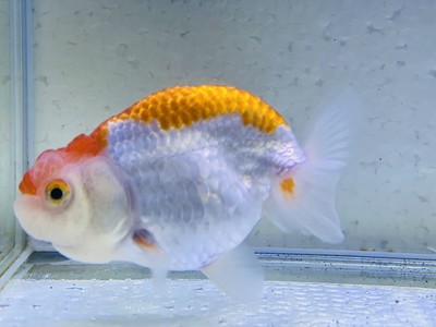 Ranchu for sale in UK | 53 second-hand Ranchus