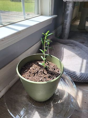 经认证买家提供的物品图片