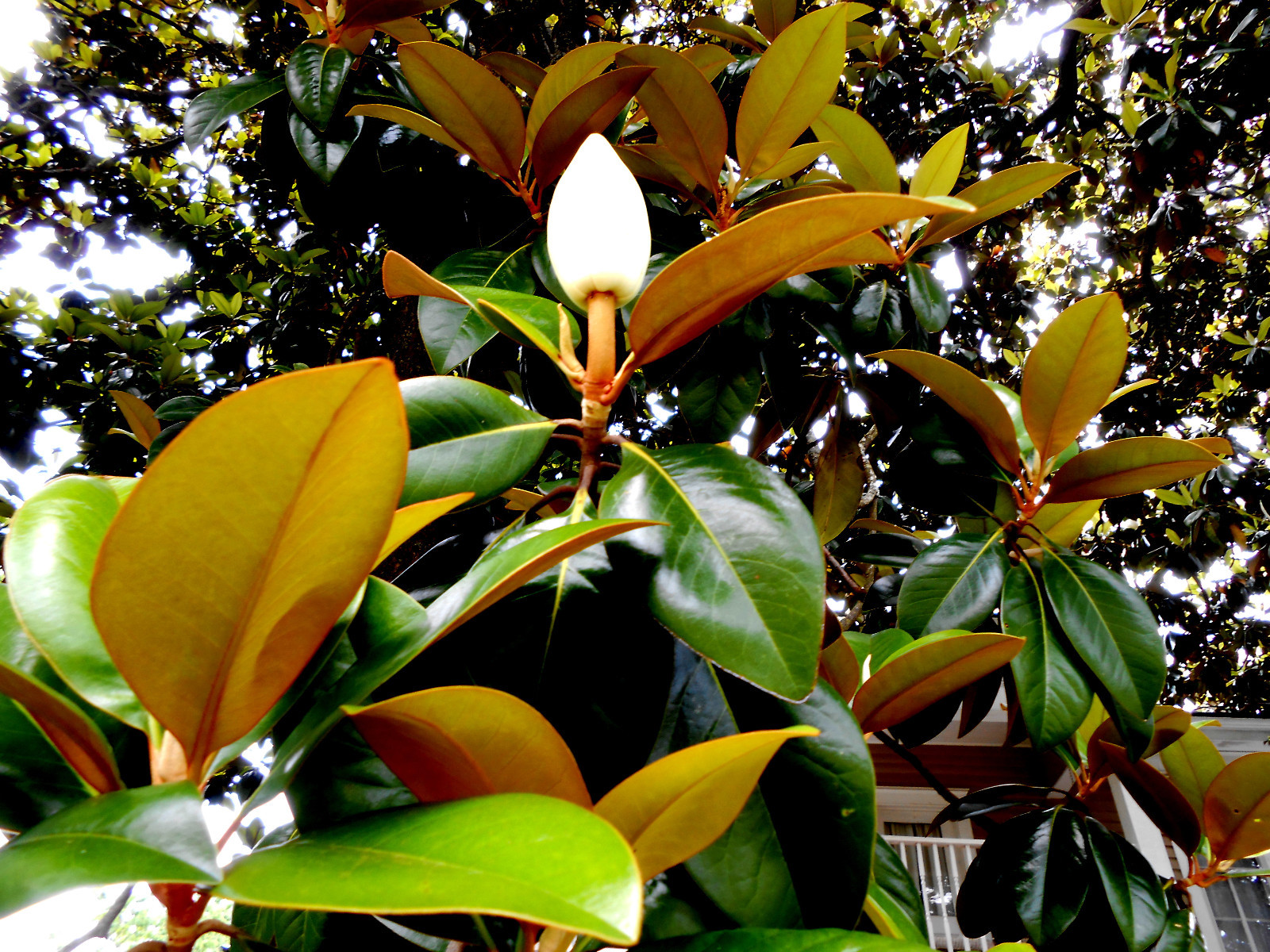1 Southern Magnolia grandiflora seedling 3