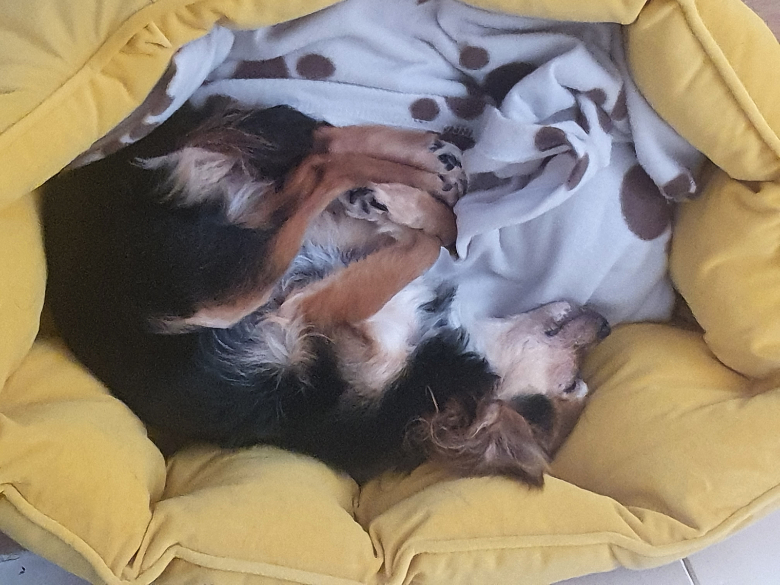 Joules Home Small Velvet Pet Bed Gold One Size 5025659056043 eBay