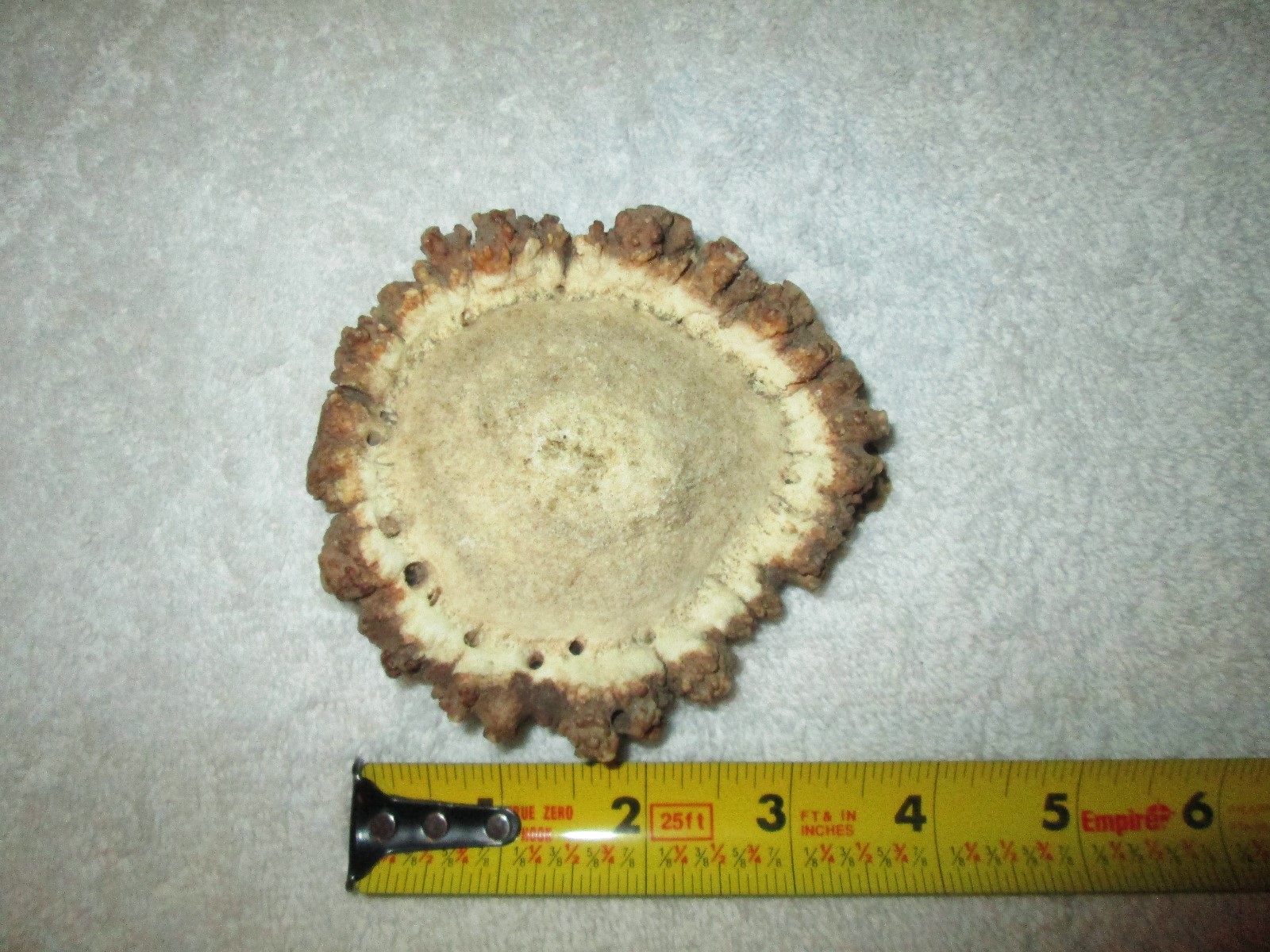 GORGEOUS LARGE ELK ANTLER BURR ROSETTE CROWN BUTTON BROWN  CRAFT ANTLERS