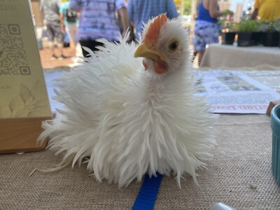 6+ Frizzle Bantam Cochin Hatching Eggs GUARANTEED