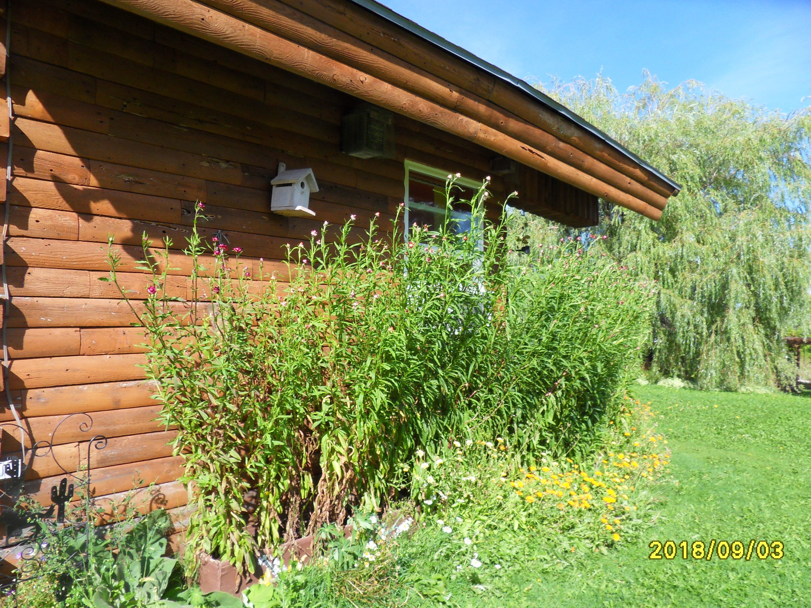 dried flowers straw flowers strawflowers  assorted sizes  40 pieces with stems