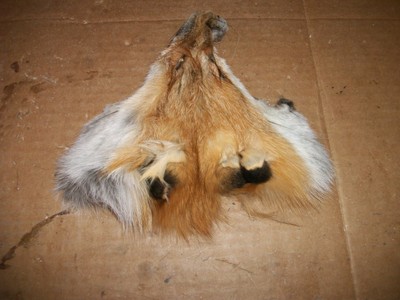1 tanned RED FOX face fur pelt skin FLY TYING native craft bag purse decor SOFT