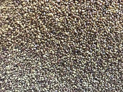 LUZERNE Saatgut 1 kg mehrjährige Alfalfa Saat Hummelwiese Futterpflanze Bienen