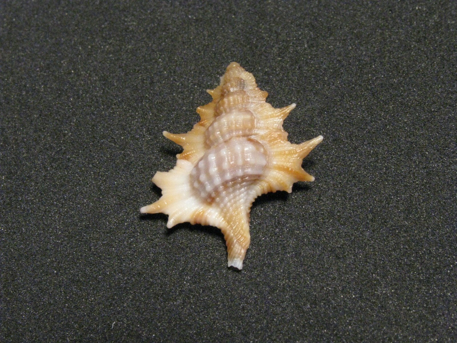 Biplex aculeatum (Schepman,1909) 
