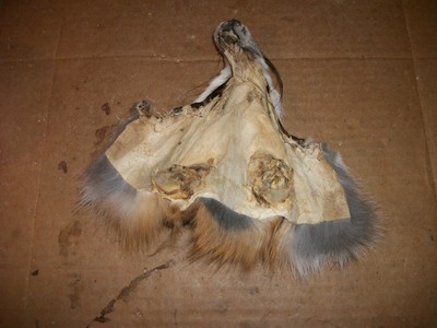 1 tanned RED FOX face fur pelt skin FLY TYING native craft bag purse decor SOFT